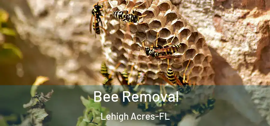 Bee Removal Lehigh Acres-FL