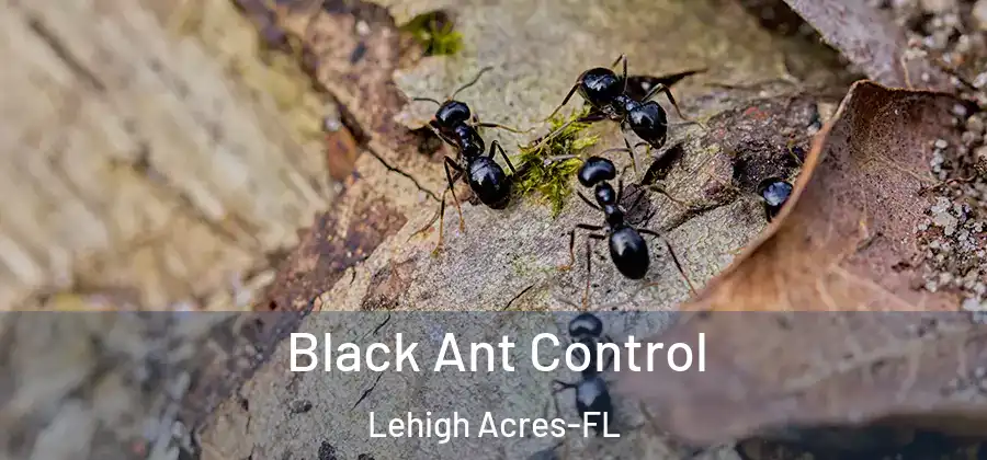  Black Ant Control Lehigh Acres-FL