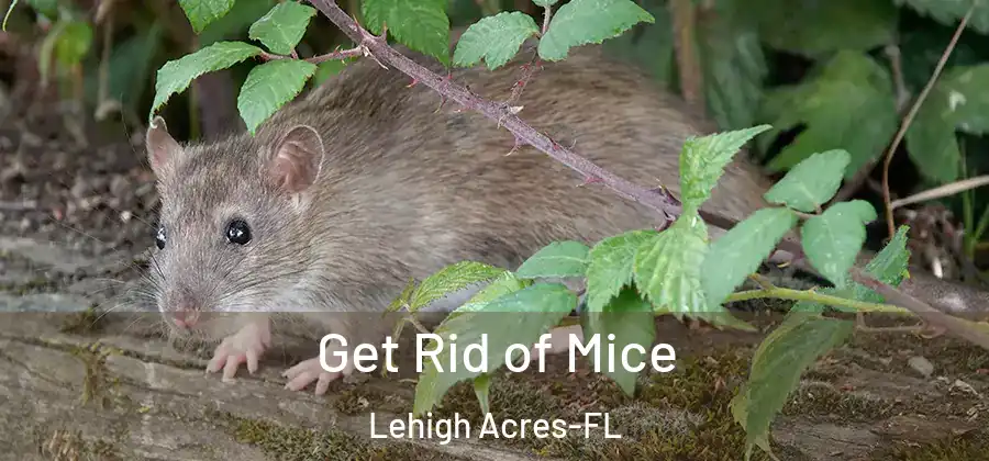 Get Rid of Mice Lehigh Acres-FL