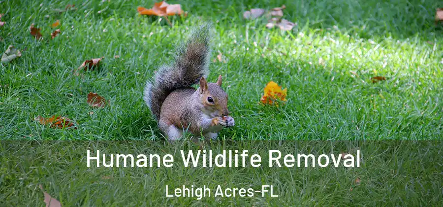  Humane Wildlife Removal Lehigh Acres-FL