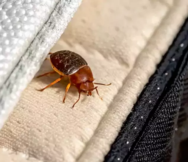 Trusted Bed Bug Prevention Specialists in Lehigh Acres, FL