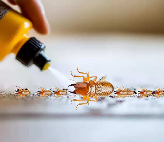 Reliable Bora Care Termite Experts in Lehigh Acres, FL