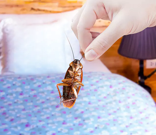 Expert Roach Control Services: Your Cockroach Pest Control in Lehigh Acres, FL