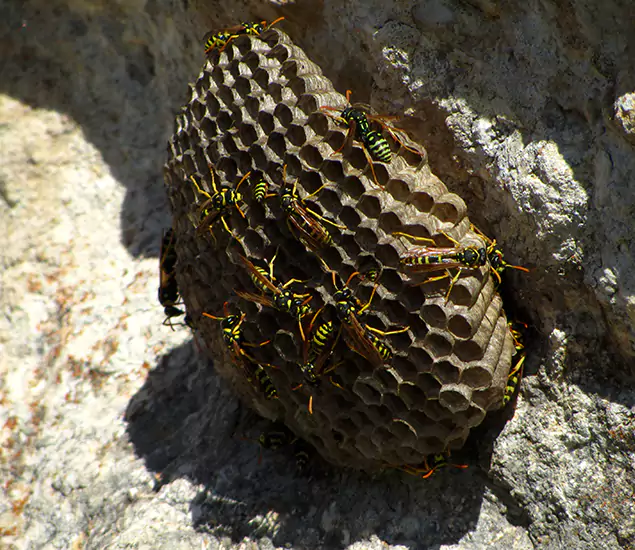 Your Local Hornet Removal Company in Lehigh Acres, FL