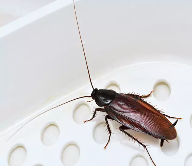 Trusted Cockroach Exterminator: Your Roach Control Services in Lehigh Acres, FL