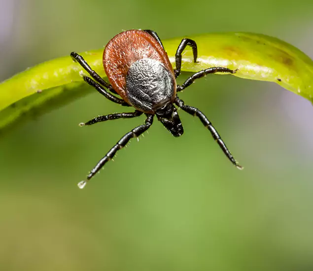 Your Trusted Tick Pest Control in Lehigh Acres, FL