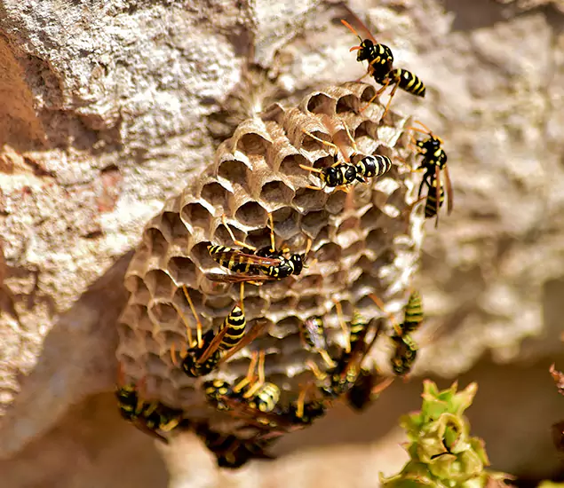 Your Best Wasp Removal Company in Lehigh Acres, FL