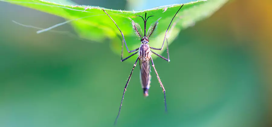 Natural Mosquito Spray for Yard in Lehigh Acres