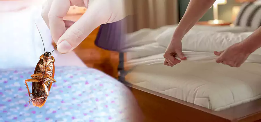 Bed Bug Home Extermination Service in Lehigh Acres
