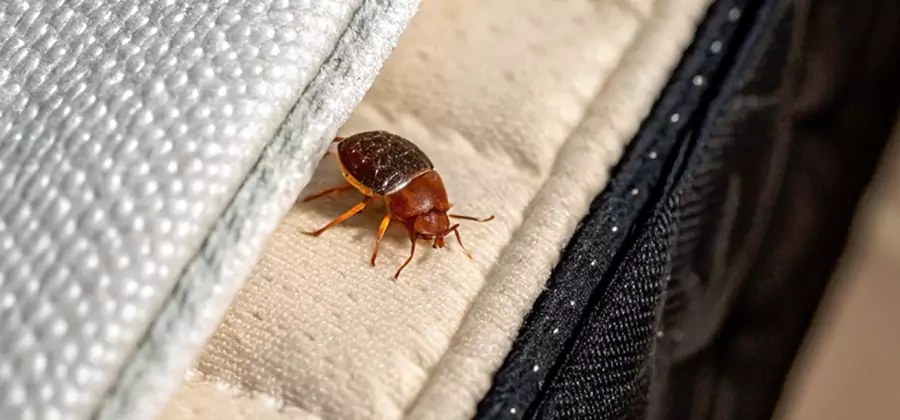 Commercial Bed Bug Control in Lehigh Acres