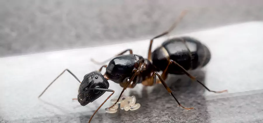 Black Ants in Kitchen Elimination in Lehigh Acres
