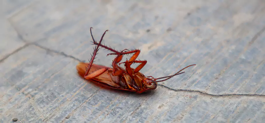 Cockroach Eradication for Commercial Properties in Lehigh Acres