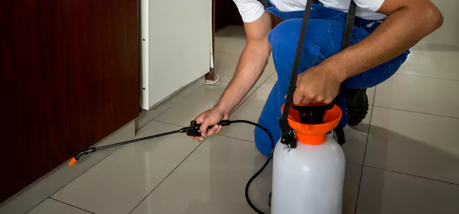 Palmetto Bug Exterminator in Lehigh Acres