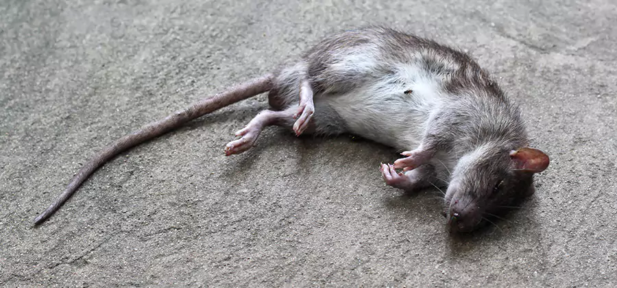 Dead Rat Disposal in Lehigh Acres