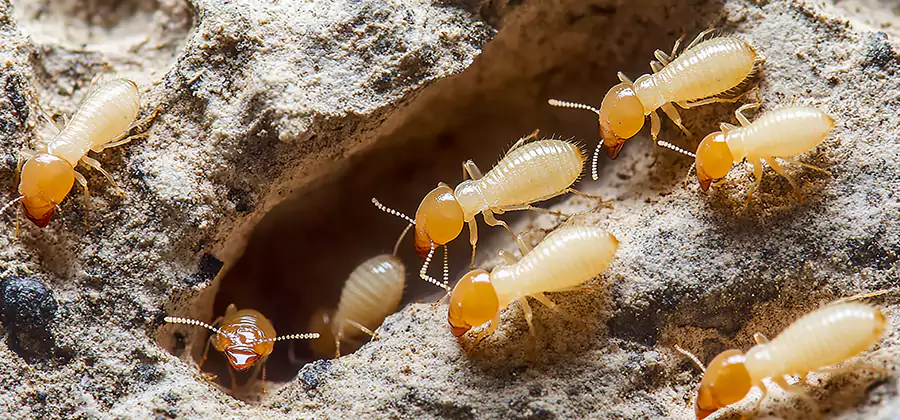 Termite Exterminator Services in Lehigh Acres