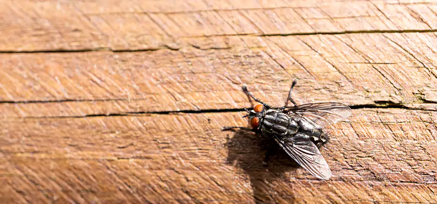 Flying Ant Barrier Treatment in Lehigh Acres