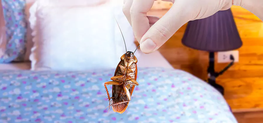 Fast Roach Elimination in Lehigh Acres