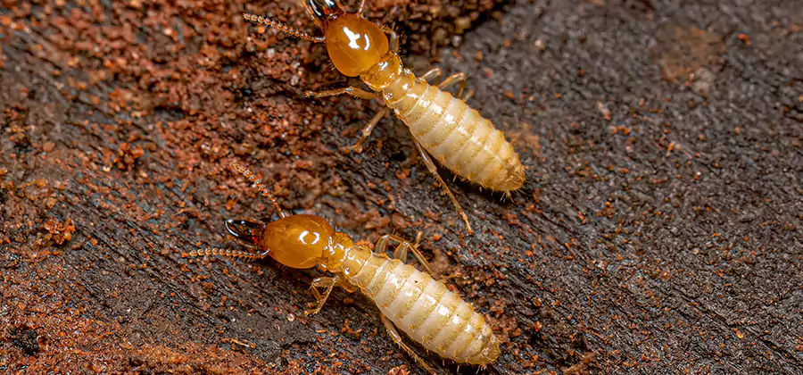 Structural Heat Termite Treatment in Lehigh Acres