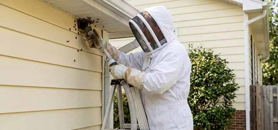 Wasp Nest in Wall Removal in Lehigh Acres