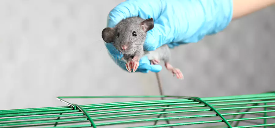 Humane Rat Trapping in Lehigh Acres