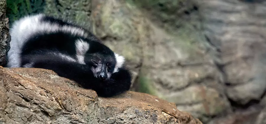 Humane Skunk Removal in Lehigh Acres