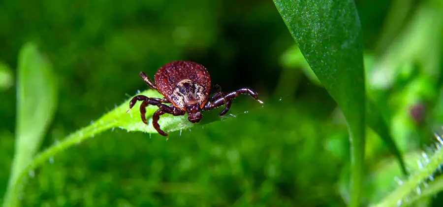 Tick Prevention for Yard in Lehigh Acres