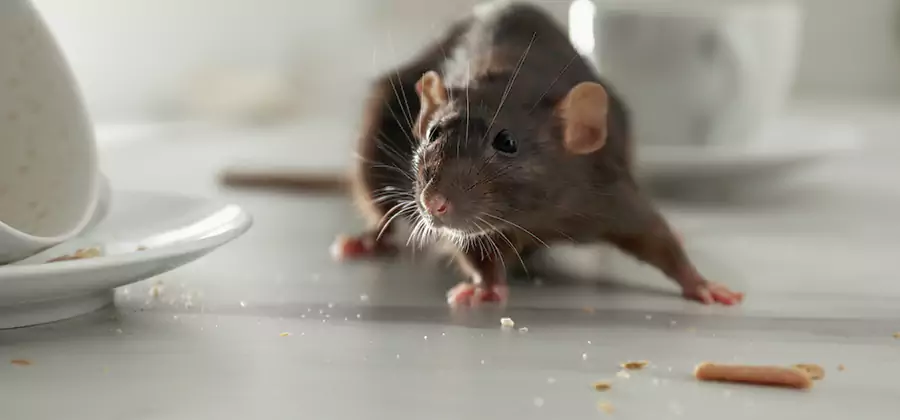 Rodent Feces Removal in Lehigh Acres