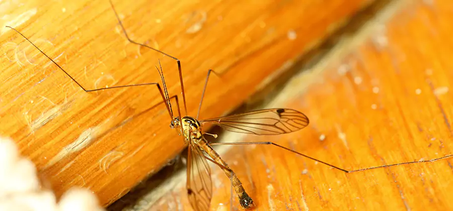 Exterior Mosquito Control in Lehigh Acres