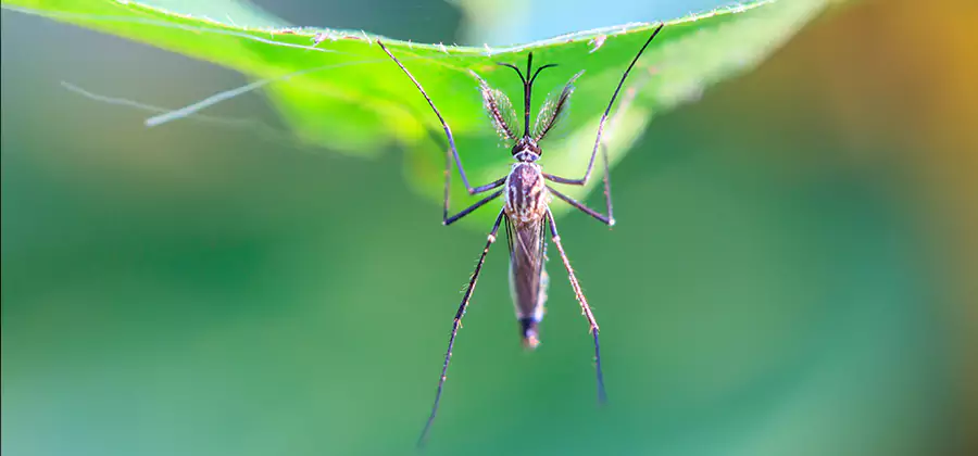 Pest and Mosquito Control for Yard and Patio in Lehigh Acres