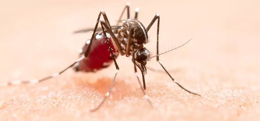Pond Mosquito Control and Water Treatment in Lehigh Acres