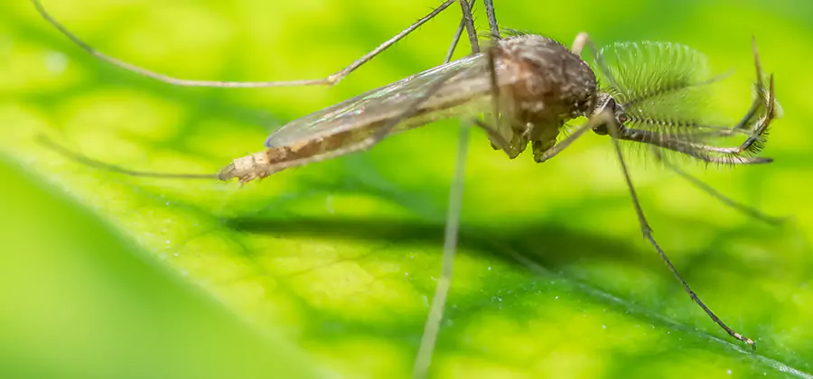 Herbal Mosquito Repellent Treatment in Lehigh Acres