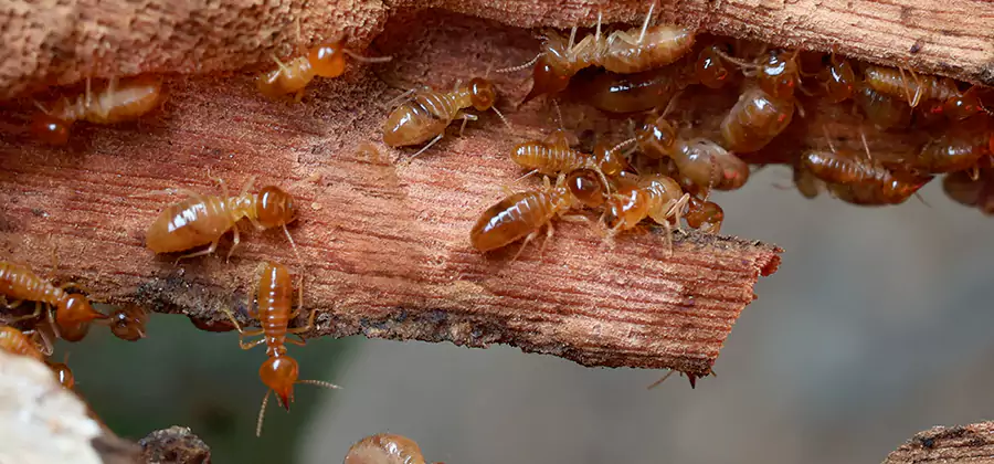 Termite Pest Management in Lehigh Acres