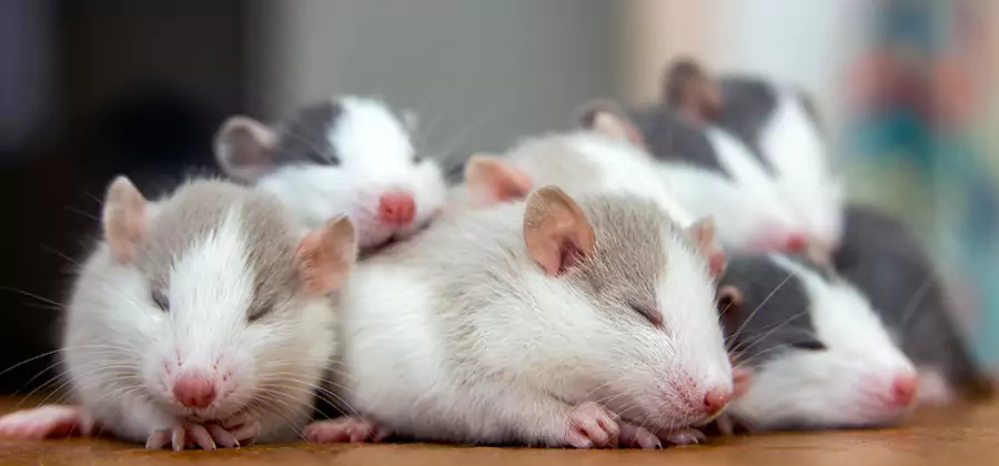 Rat Infestation Exclusion Service in Lehigh Acres