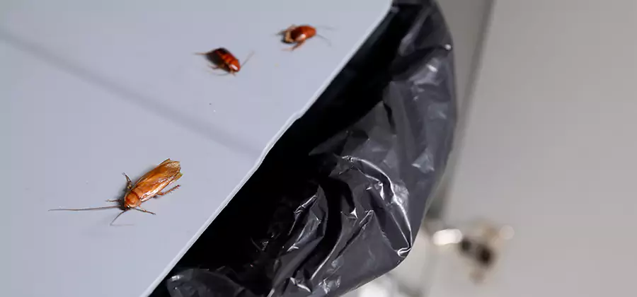 German Roach Pest Control in Lehigh Acres