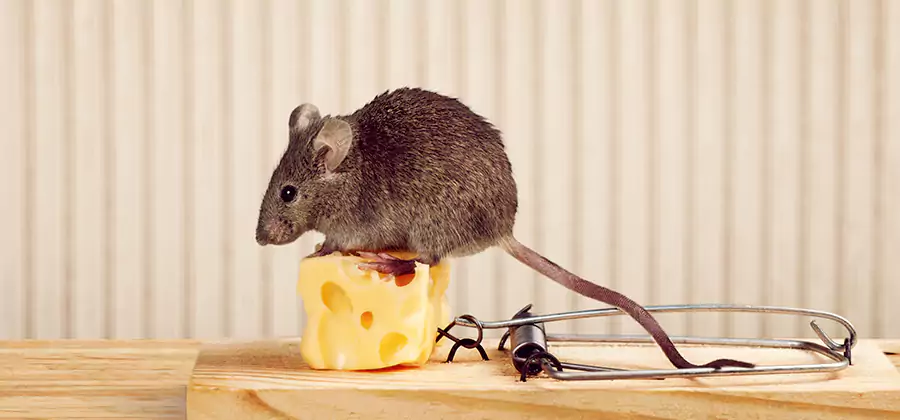 Commercial Rodent Exclusion Services in Lehigh Acres