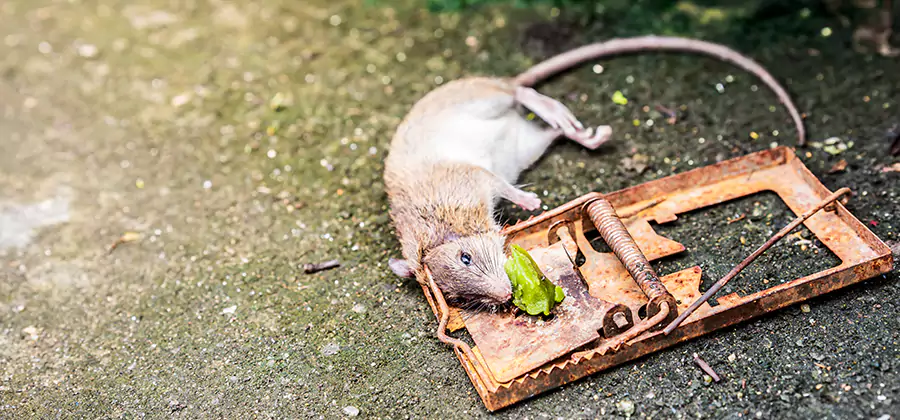 Rat Trapping in Lehigh Acres