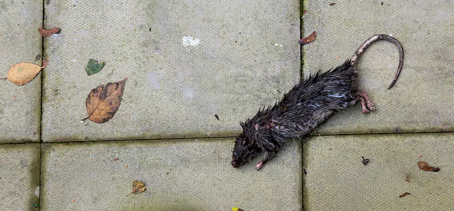 Rodent inspection service in Lehigh Acres