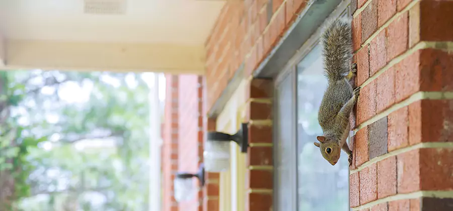 Squirrel Inside Walls Removal in Lehigh Acres