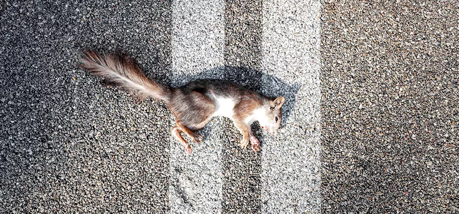 Dead Squirrel Removal in Lehigh Acres
