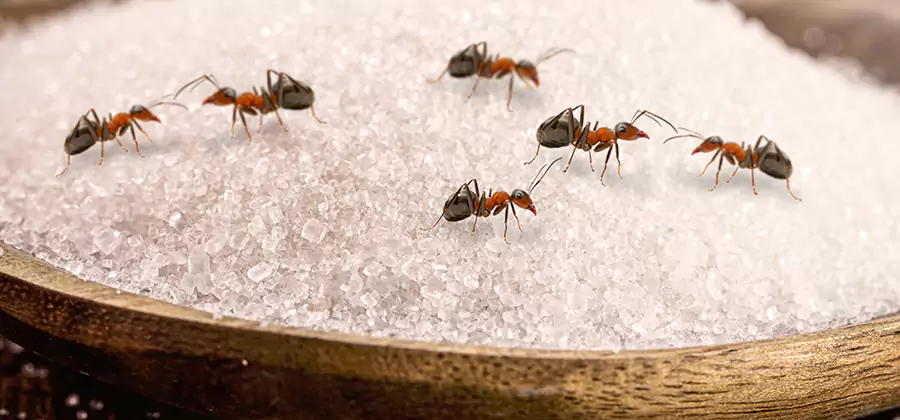 Indoor Sugar Ant Treatment in Lehigh Acres