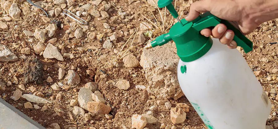 Heat Treatment Termite Cost in Lehigh Acres