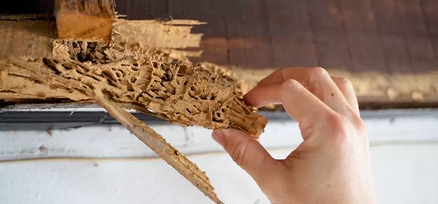 Pre-Purchase Termite Inspection in Lehigh Acres