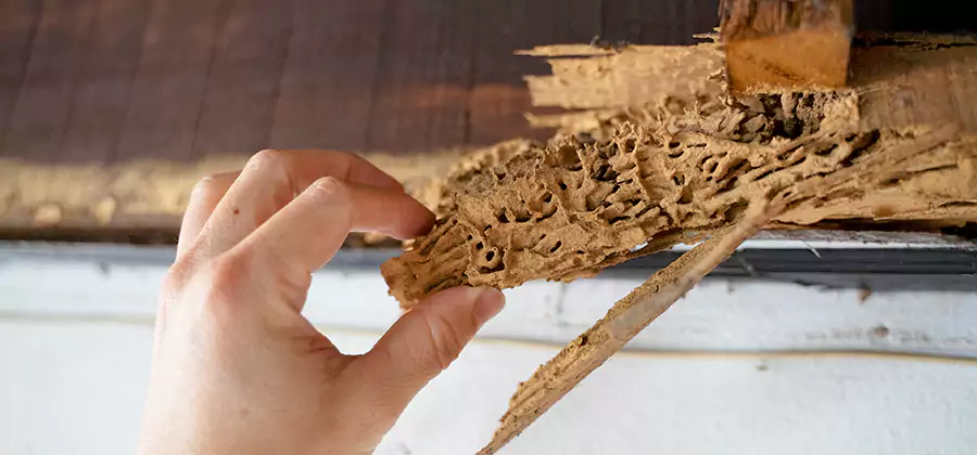 Pre-Construction Termite Treatment in Lehigh Acres