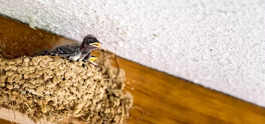 Bird Removal From House in Lehigh Acres