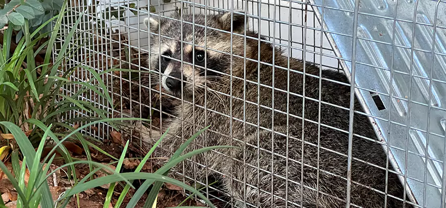 Wildlife Relocation Services in Lehigh Acres