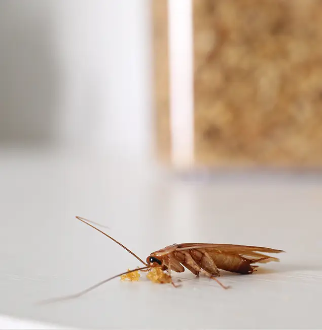 Why Lehigh Acres Pest Control Pro Stands Out in Lehigh Acres, FL?