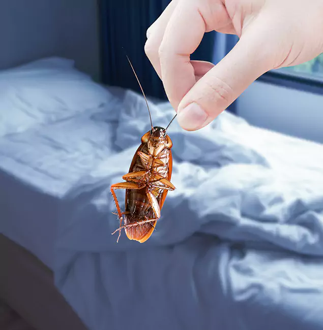 Why Choose Lehigh Acres Pest Control Pro for Bed Bug Extermination in Lehigh Acres, FL?