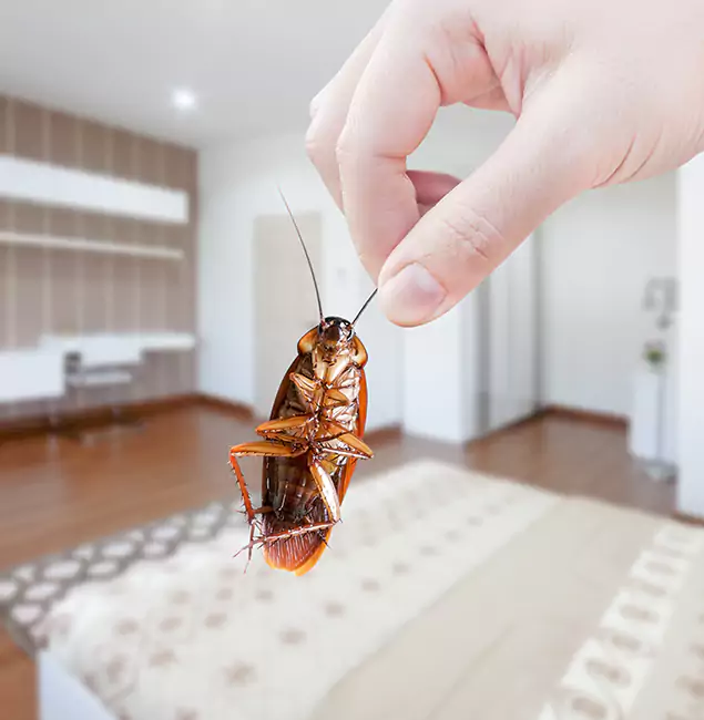 Why Lehigh Acres Pest Control Pro Stand Out for Bed Bug Fumigation in Lehigh Acres, FL?