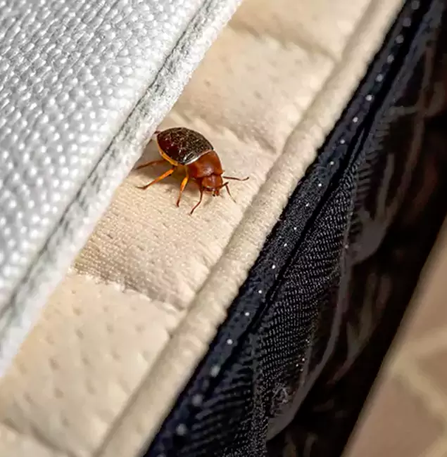 Why Choose Lehigh Acres Pest Control Pro for Bed Bug Treatment at Home in Lehigh Acres, FL?