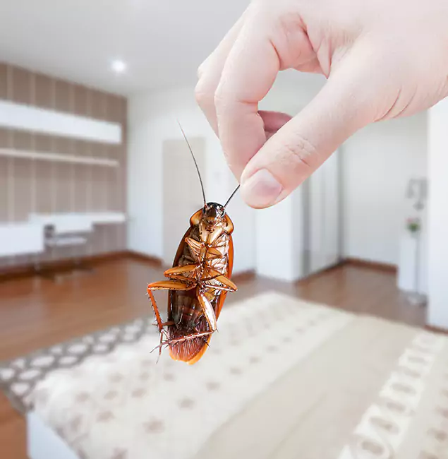 Why Lehigh Acres Pest Control Pro Stand Out For Bed Bug Inspection in Lehigh Acres, FL?